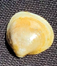 Lake Fingernailclam thumbnail 4