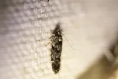 White-spotted Chionodes Moth thumbnail 4