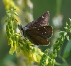 Russet Skipperling thumbnail 3