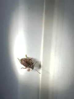 Otiorhynchus ligneus thumbnail 4