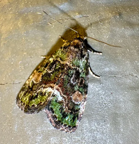 Small Mossy Glyph