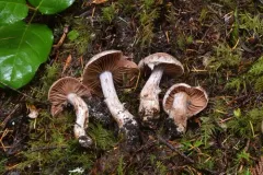 Cortinarius fructuodorus thumbnail 2