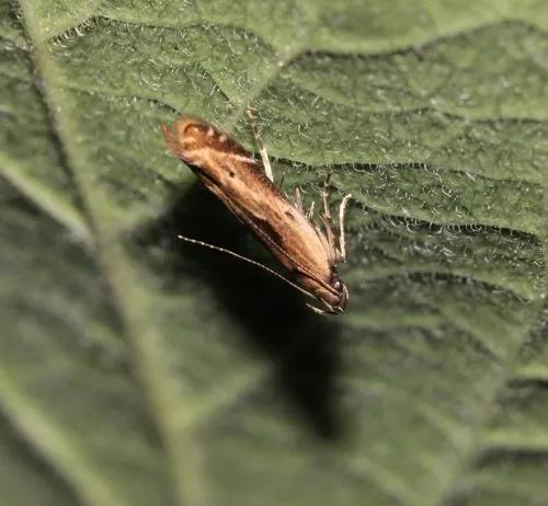 Monochroa gilvolinella