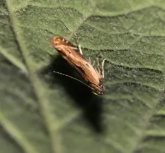Monochroa gilvolinella thumbnail 1