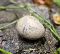 Lycogala flavofuscum thumbnail 3