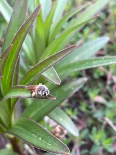 Colourful Willow Miner Bee thumbnail 4