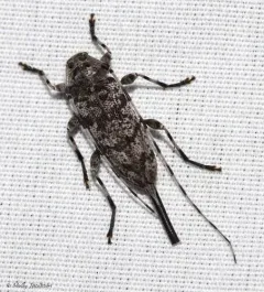 Obsolete Longhorned Beetle thumbnail 2