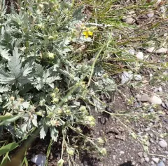 Branched Cinquefoil thumbnail 2