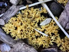 Phaeoclavulina myceliosa thumbnail 4