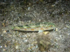 Red Goatfish thumbnail 3
