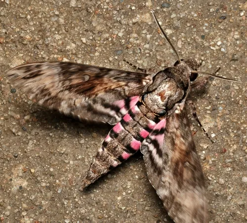 Pink-spotted Hawkmoth