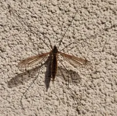 Angarotipula illustris thumbnail 4
