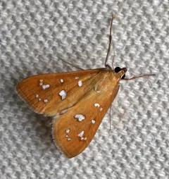 White-spotted Orange thumbnail 1