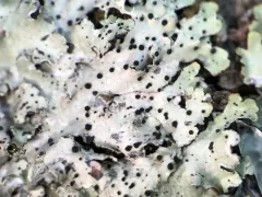 Abrothallus parmeliarum thumbnail 4