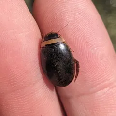 Graphoderus perplexus thumbnail 4