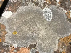 Immersaria athroocarpa thumbnail 2
