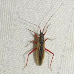 Teratocoris discolor thumbnail 1
