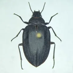 Amphizoa lecontei thumbnail 3