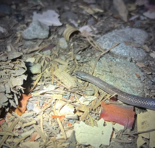 Common Sharp-tailed Snake