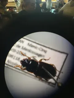Harpalus somnulentus thumbnail 1