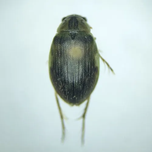 Berosus punctatissimus