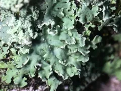 Heterodermia japonica thumbnail 1