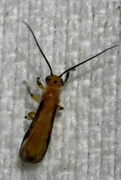 Yelicones nigromarginatus thumbnail 3