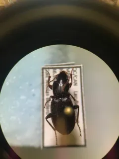 Pterostichus tristis thumbnail 1