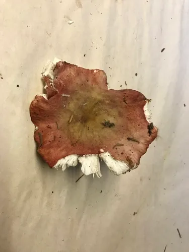 Russula parapallens