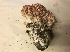 Ramaria rubripermanens thumbnail 2