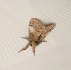 Northern Pine Tussock Moth thumbnail 4