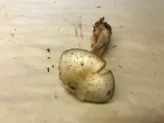 Agaricus summensis thumbnail 4