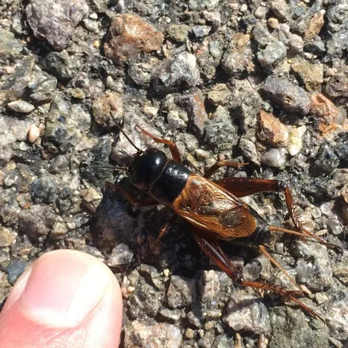 Sand Field Cricket