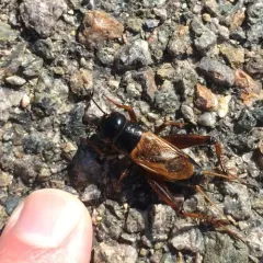 Sand Field Cricket thumbnail 1