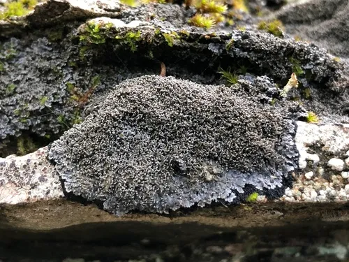 Coral-rimmed Shingle Lichen