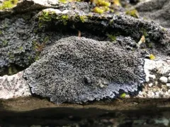 Coral-rimmed Shingle Lichen thumbnail 1