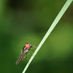 Eastern Forest Sedgesitter thumbnail 3