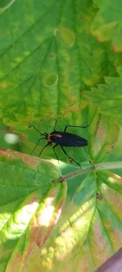 Prepops rubellicollis thumbnail 3