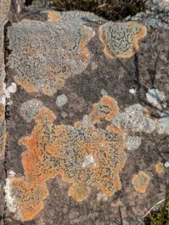 Orange Boulder Lichen thumbnail 4