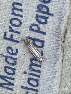 Polyhymno Moth thumbnail 4