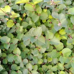 Dwarf Knotweed thumbnail 4