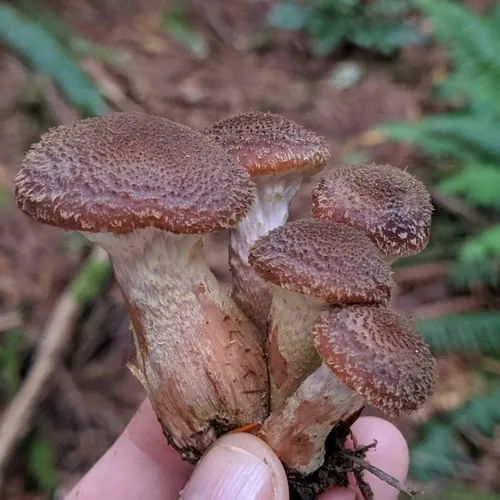 Honey Mushroom