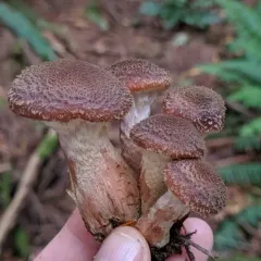 Honey Mushroom thumbnail 1
