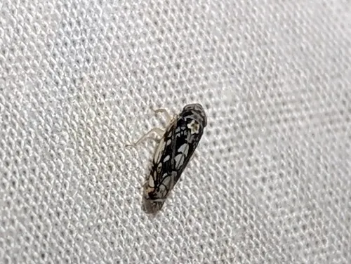 Scaphoideus melanotus