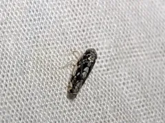 Scaphoideus melanotus thumbnail 1