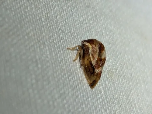 Cyrtolobus discoidalis