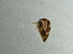 Cyrtolobus discoidalis thumbnail 1