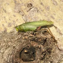 Fork-tailed Bush Katydid thumbnail 1