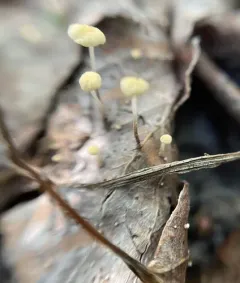 leaf parachute thumbnail 1
