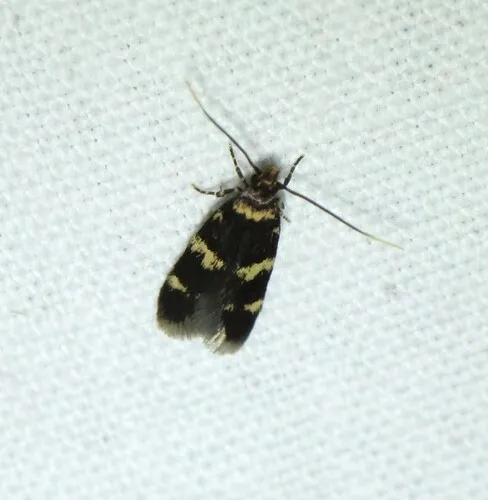 Scarce Obscure Moth